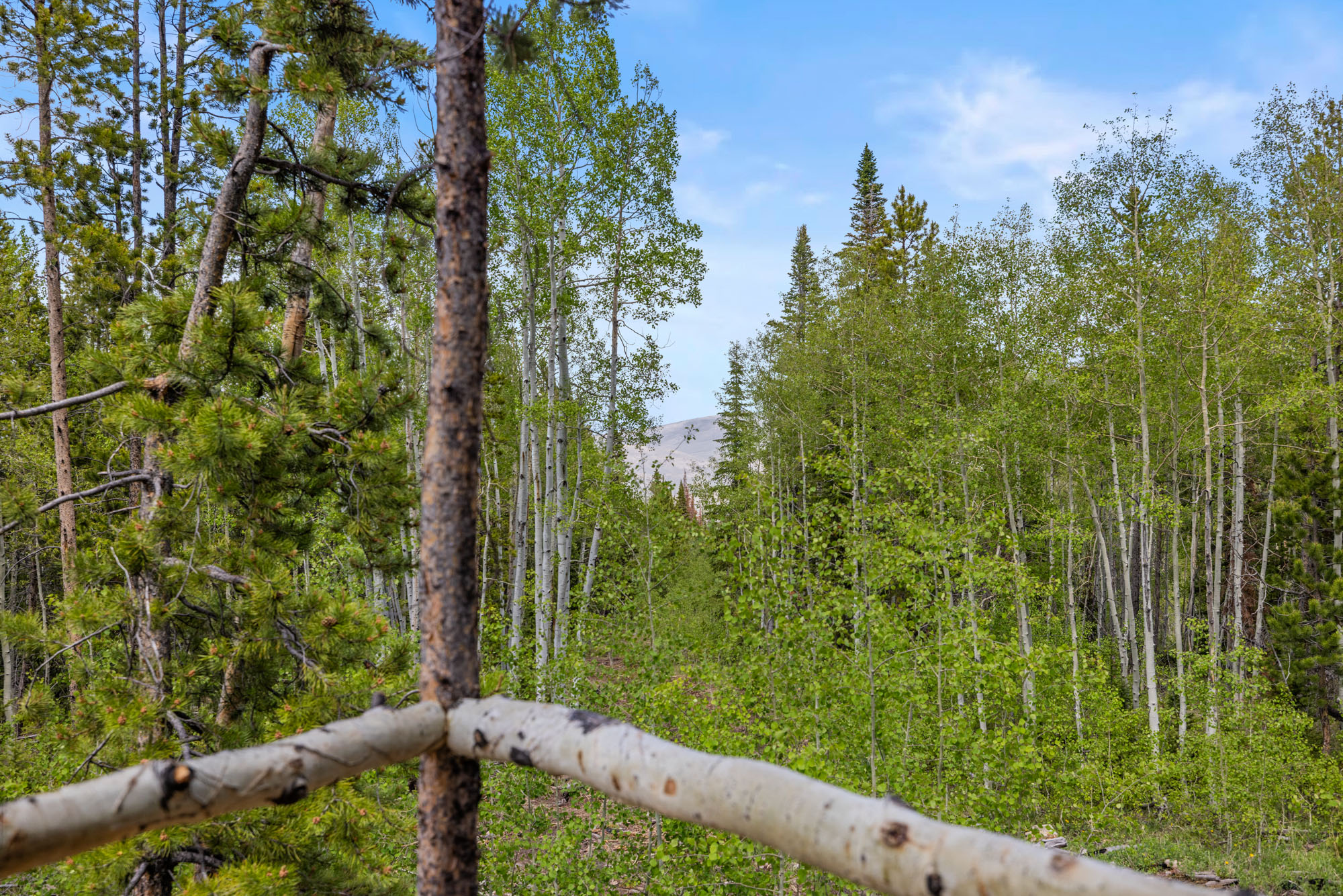 336 Blue Spruce Road